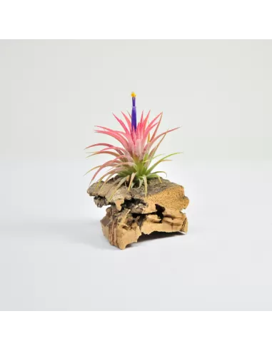Tillandsia Ionantha x Stricta
