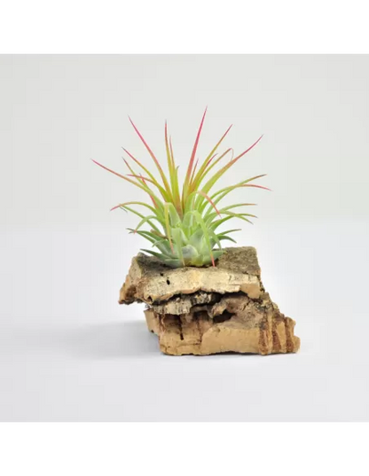 Tillandsia Ionantha x Stricta