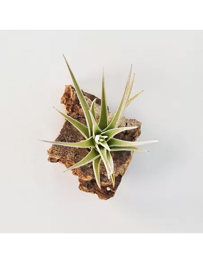 Tillandsia ixioides x aeranthos