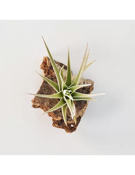 Tillandsia Ixioides x Aeranthos