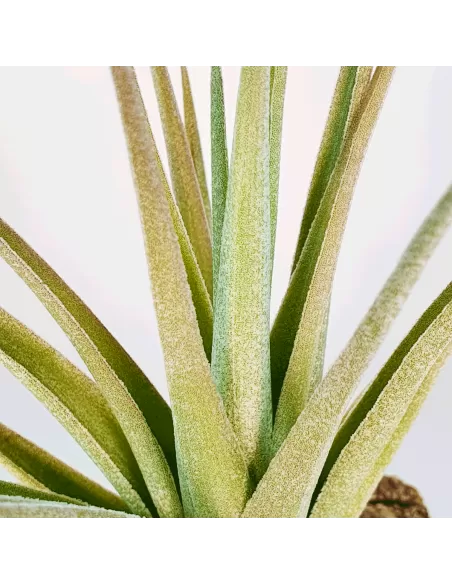 Tillandsia ixioides x aeranthos
