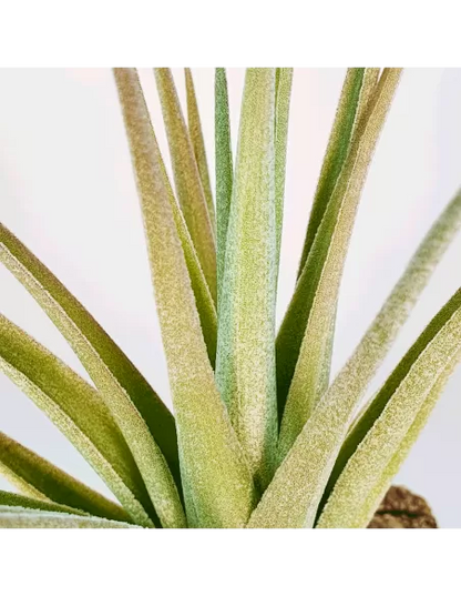 Tillandsia ixioides x aeranthos
