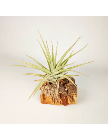 Tillandsia Ixioides x Bergeri
