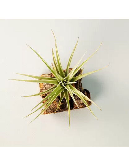 Tillandsia Ixioides x Bergeri