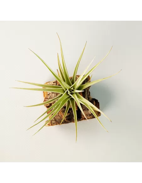 Tillandsia Ixioides x Bergeri