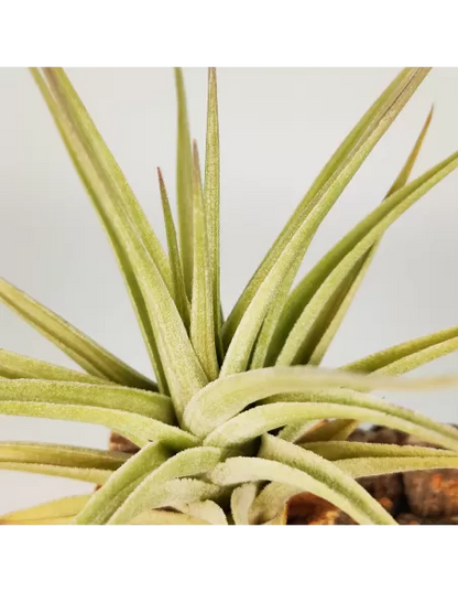 Tillandsia Ixioides x Bergeri