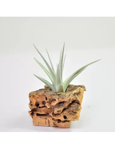 Tillandsia Ixioides