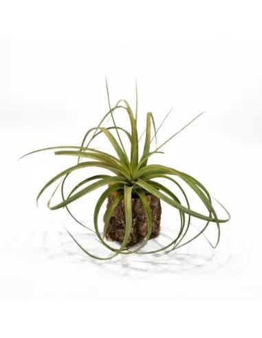 Tillandsia Jes (Exserta x Brachycaulos)