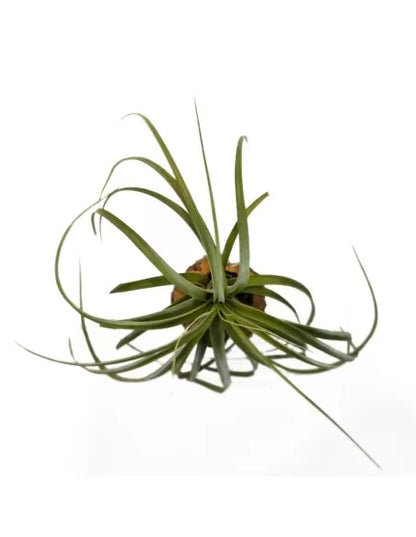 Tillandsia Jes (Exserta x Brachycaulos)