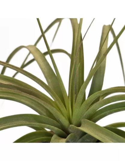 Tillandsia Jes (Exserta x Brachycaulos)