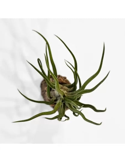 Tillandsia Joel