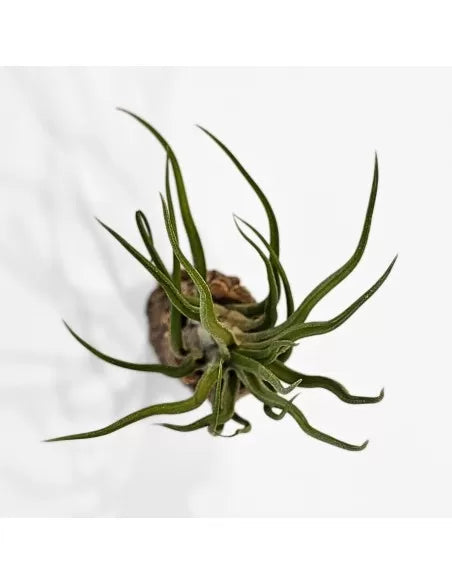 Tillandsia Joel