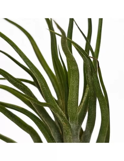 Tillandsia Joel