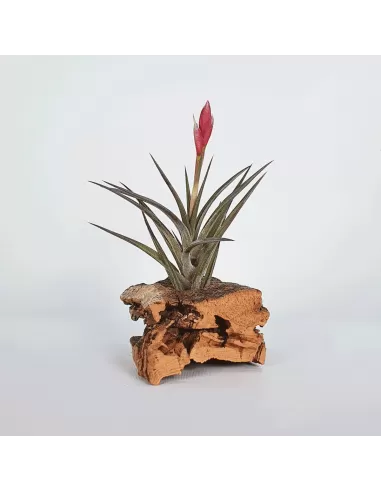 Tillandsia Jonesii