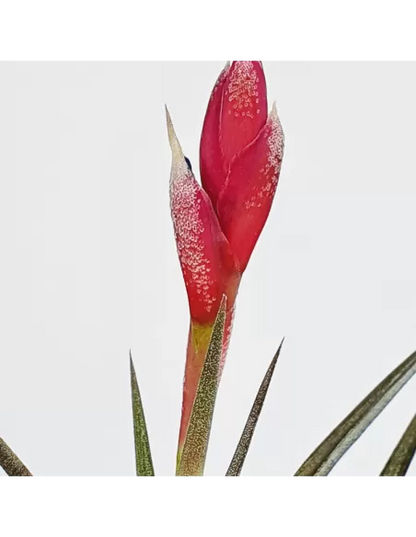 Tillandsia Jonesii