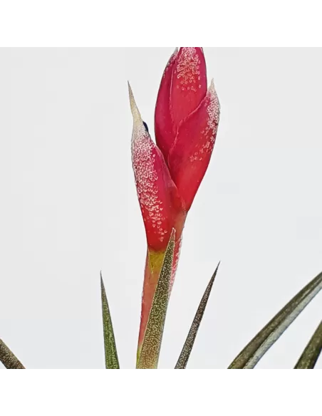 Tillandsia Jonesii