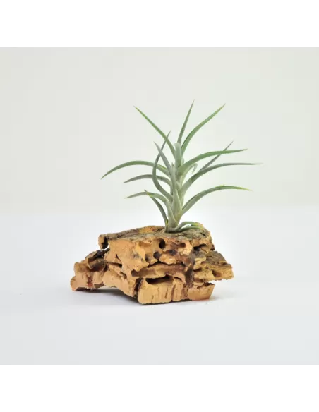 Tillandsia Jonesii
