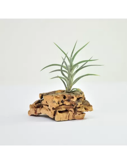 Tillandsia Jonesii