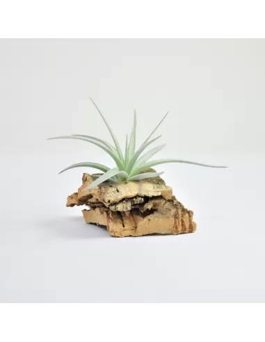 Tillandsia Jucunda