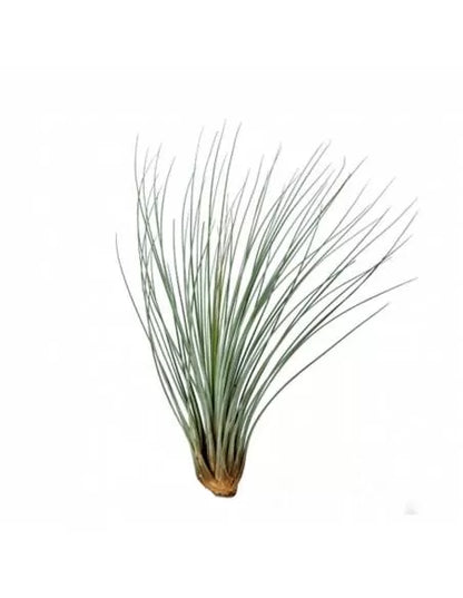 Tillandsia Juncea