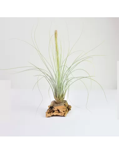 Tillandsia Juncea