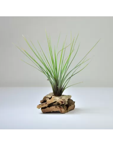 Tillandsia juncifolia x tricolor