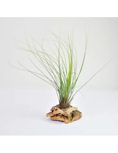 Tillandsia Juncifolia