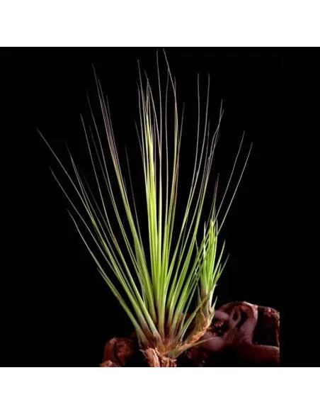 Tillandsia Juncifolia