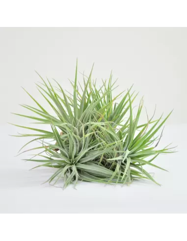 Tillandsia kammii Pulk