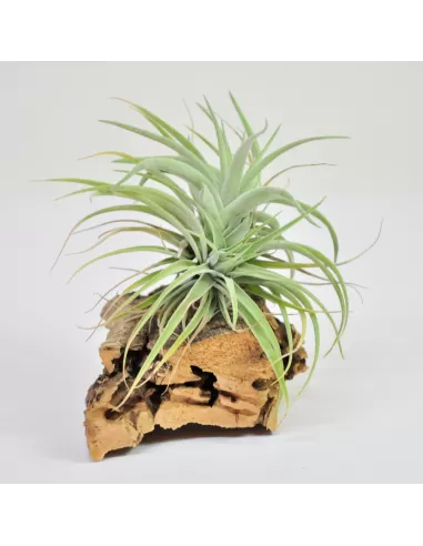 Tillandsia Kammii