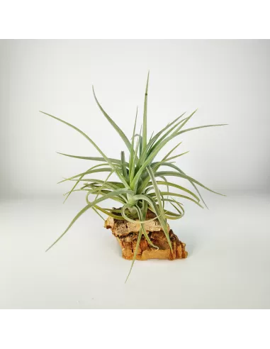 Tillandsia Kashkin