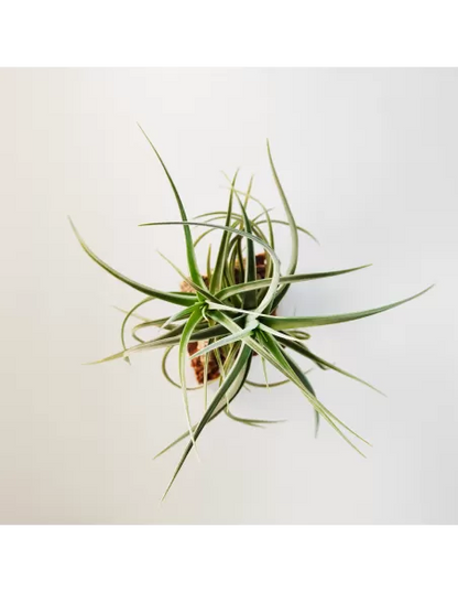 Tillandsia Kashkin
