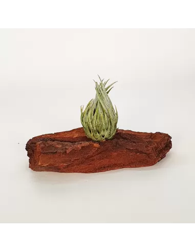 Tillandsia Kautskyi