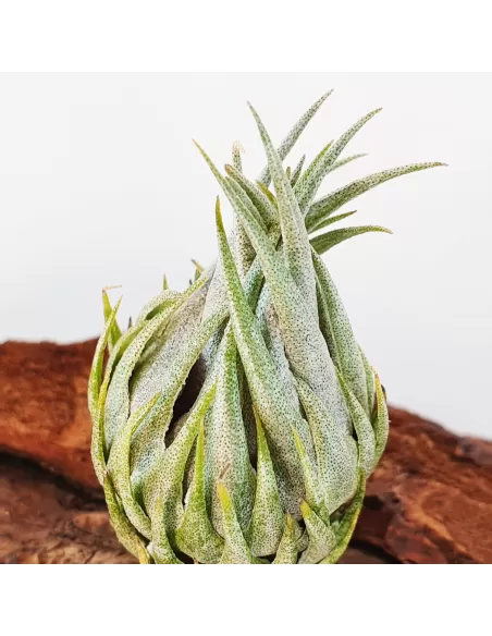 Tillandsia Kautskyi