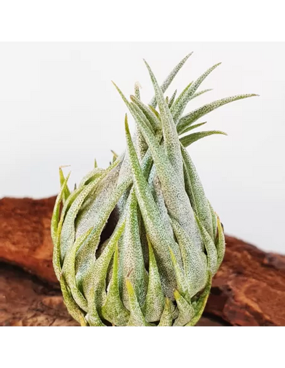 Tillandsia Kautskyi
