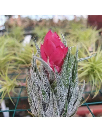 Tillandsia Kautskyi