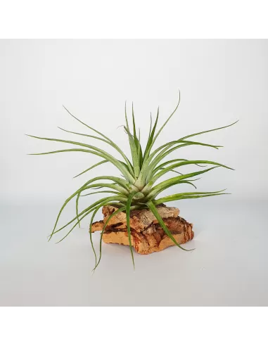 Tillandsia Kegeliana