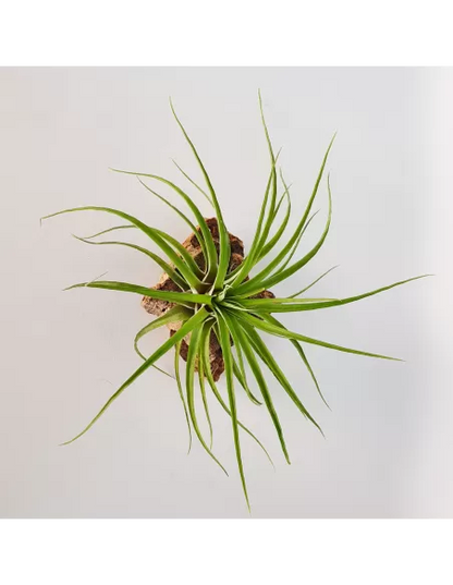 Tillandsia Kegeliana