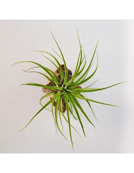 Tillandsia Kegeliana