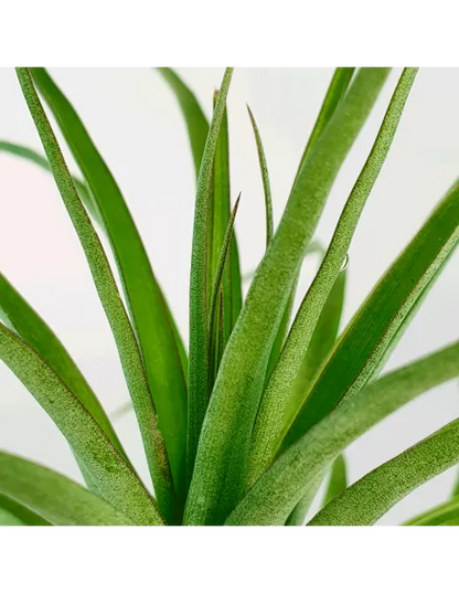 Tillandsia Kegeliana