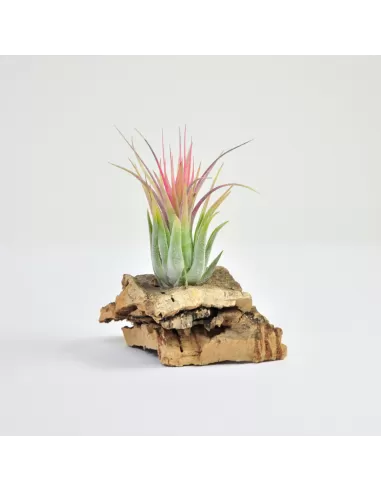Tillandsia Kolbii x Ionantha Scaposa