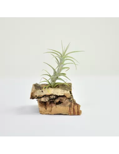 Tillandsia Latifolia Enano Tipo 2