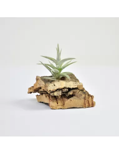 Tillandsia Latifolia Enano Type 1