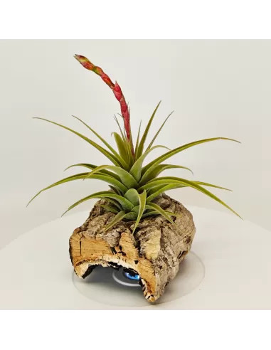 Tillandsia latifolia vivipara