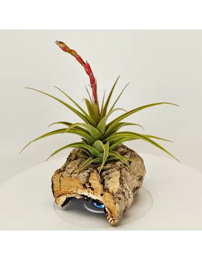 Tillandsia latifolia vivipara