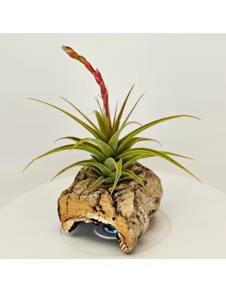 Tillandsia Latifolia Vivipara