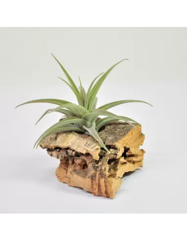 Tillandsia Latifolia