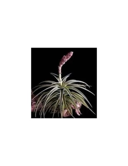 Tillandsia Latifolia