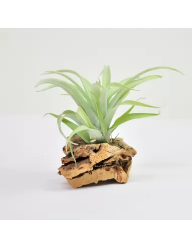 Tillandsia Lautneri