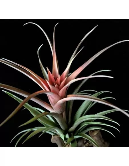 Tillandsia Lautneri